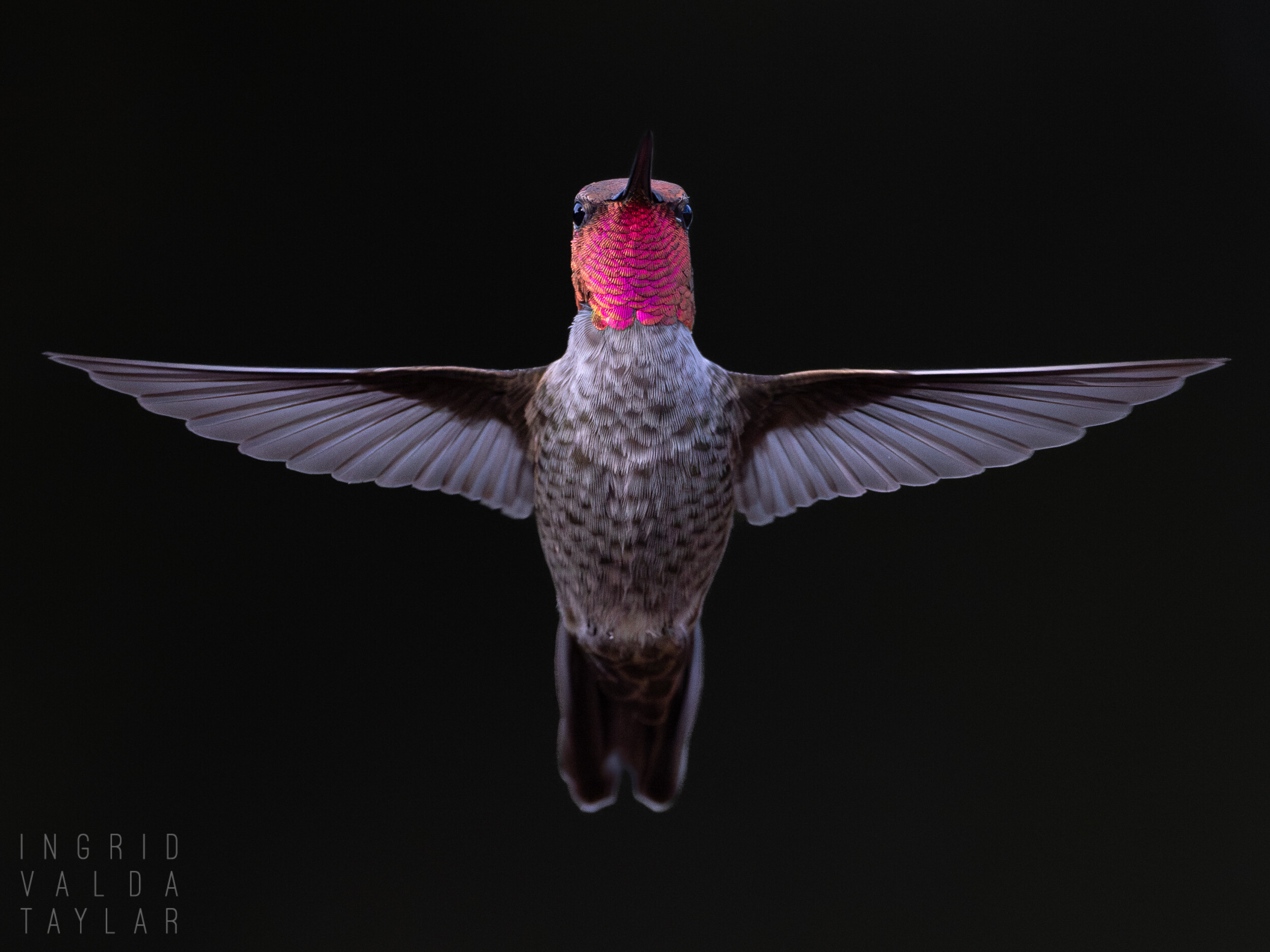 Anna's Hummingbird Male Hovering on Black Background