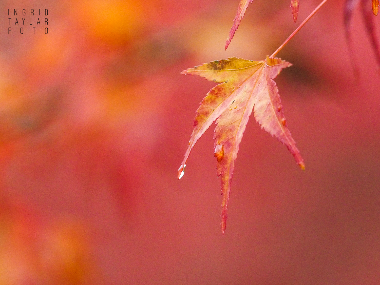Maple Leaf in the Rain