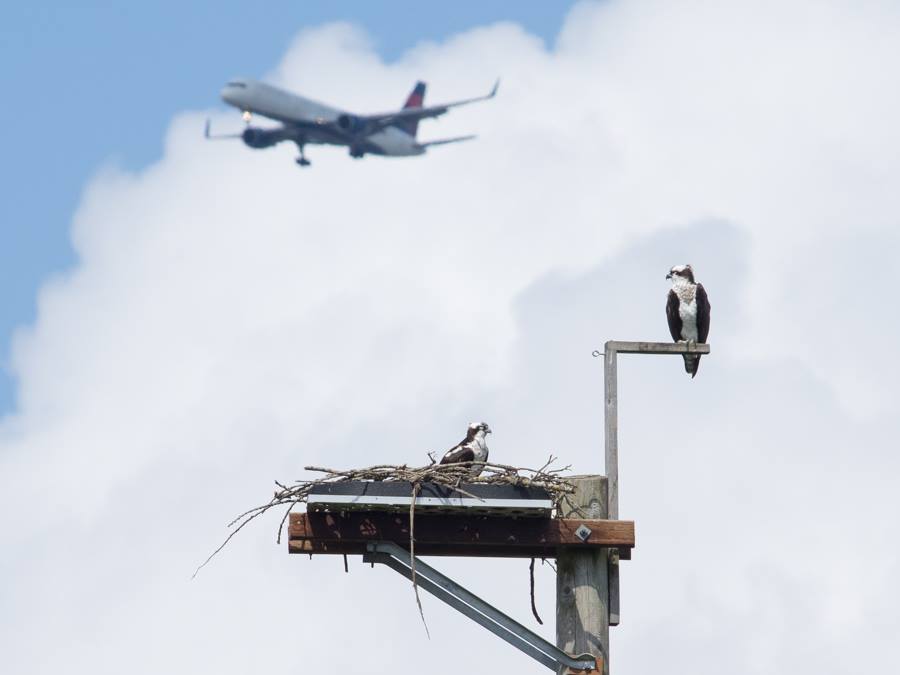 Osprey Pair Under Flight Path on the Duwamish in Seattle