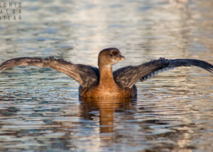 Pied-Billed Grebe Wing Stretch