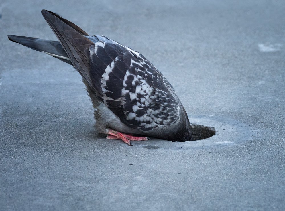 Pigeon Searching for Water in Sidewalk
