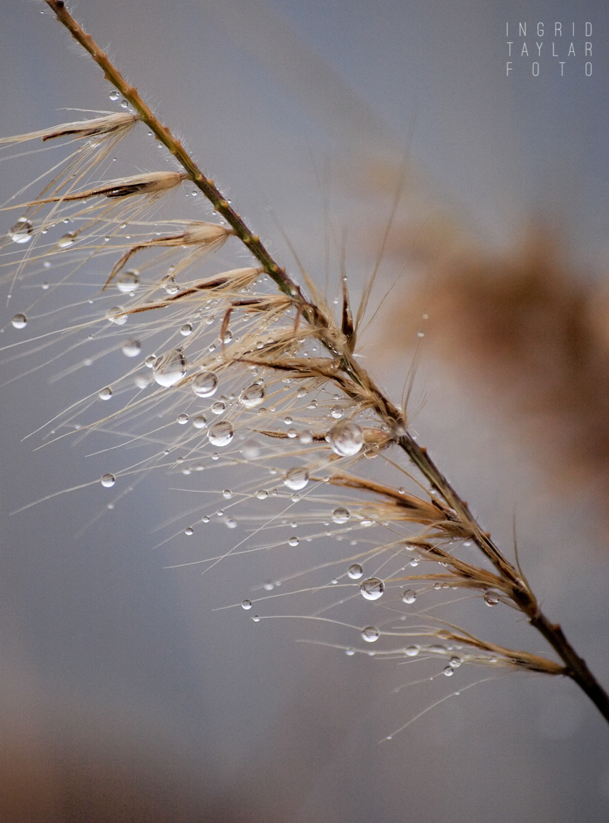 Raindrops on Dried Grass