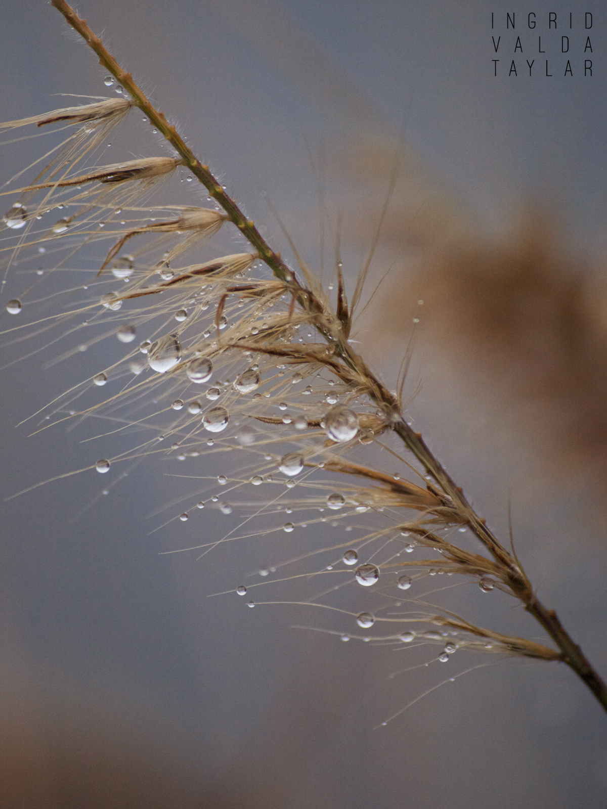 Raindrops on Grass Stalk