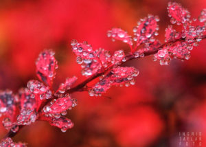 Raindrops on Red Leaves