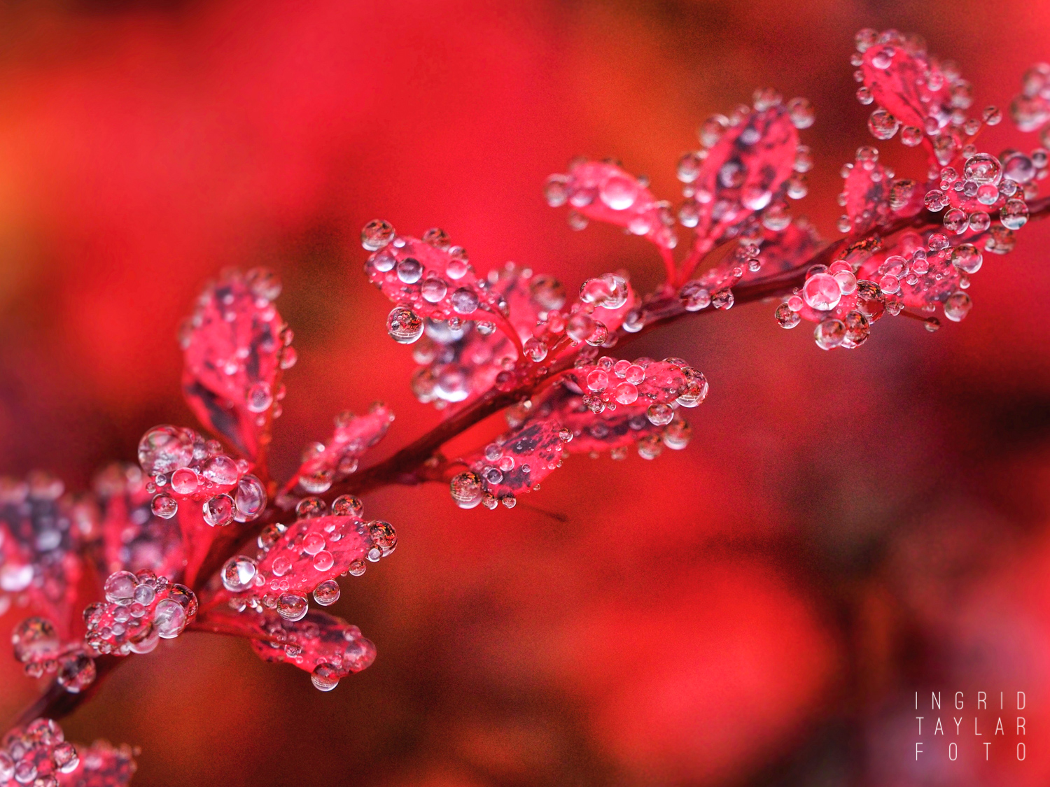 Raindrops on Red Leaves