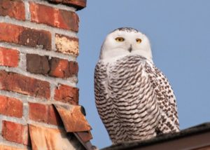 Snowy Owl on Seattle Rooftop and Chimney