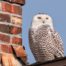 Snowy Owl on Seattle Rooftop and Chimney