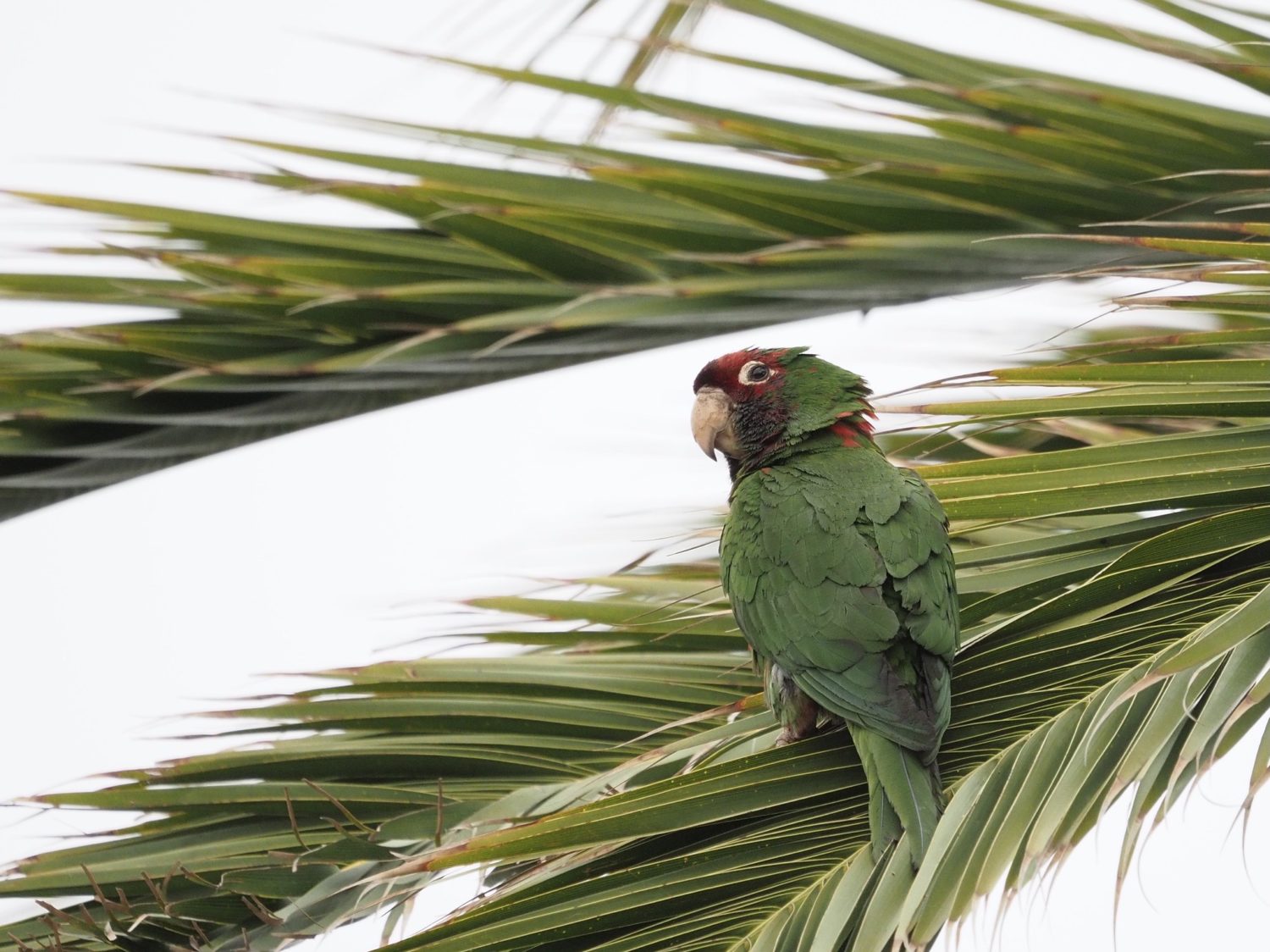 Mitred Parakeet on Palm Tree in Redondo Beach