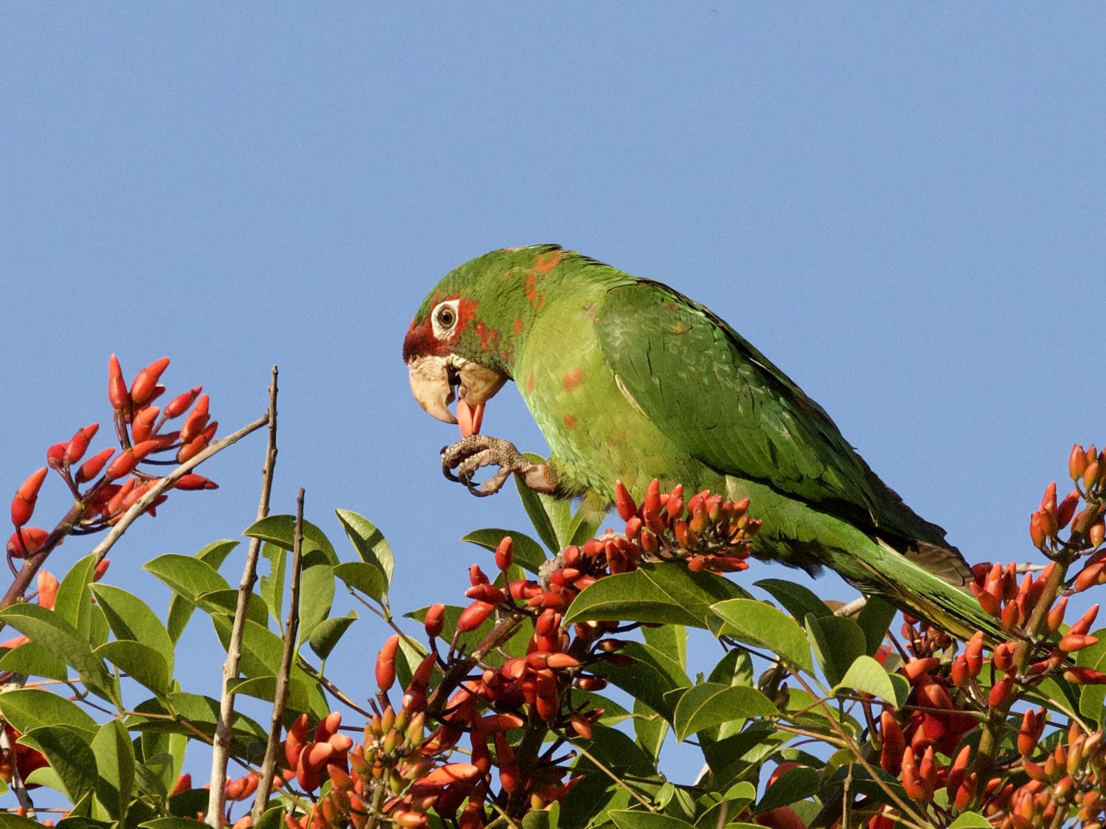 Mitred Parakeet Eating Blooms on Coral Tree