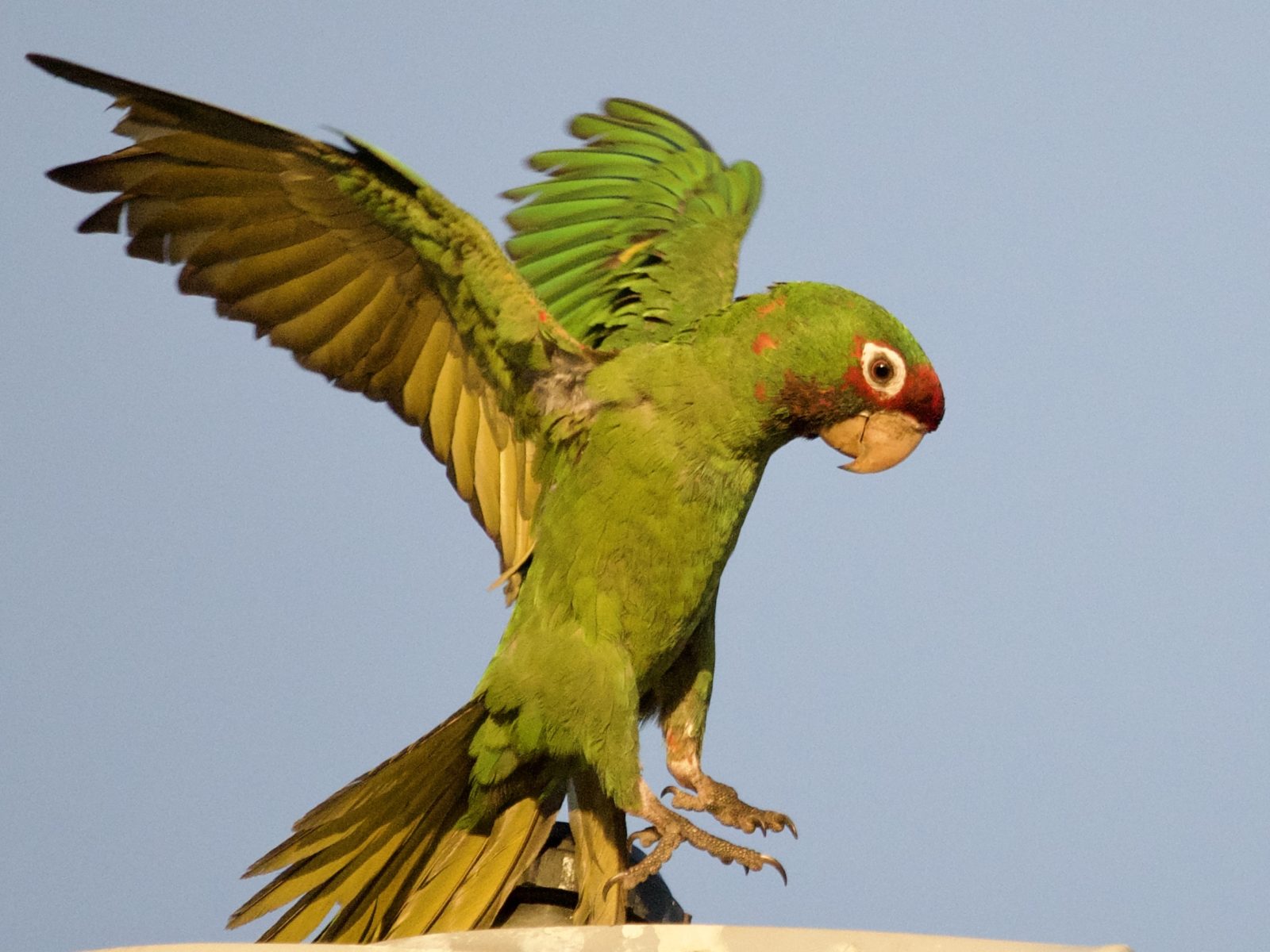 Wild Parrot Mitred Parakeet Landing