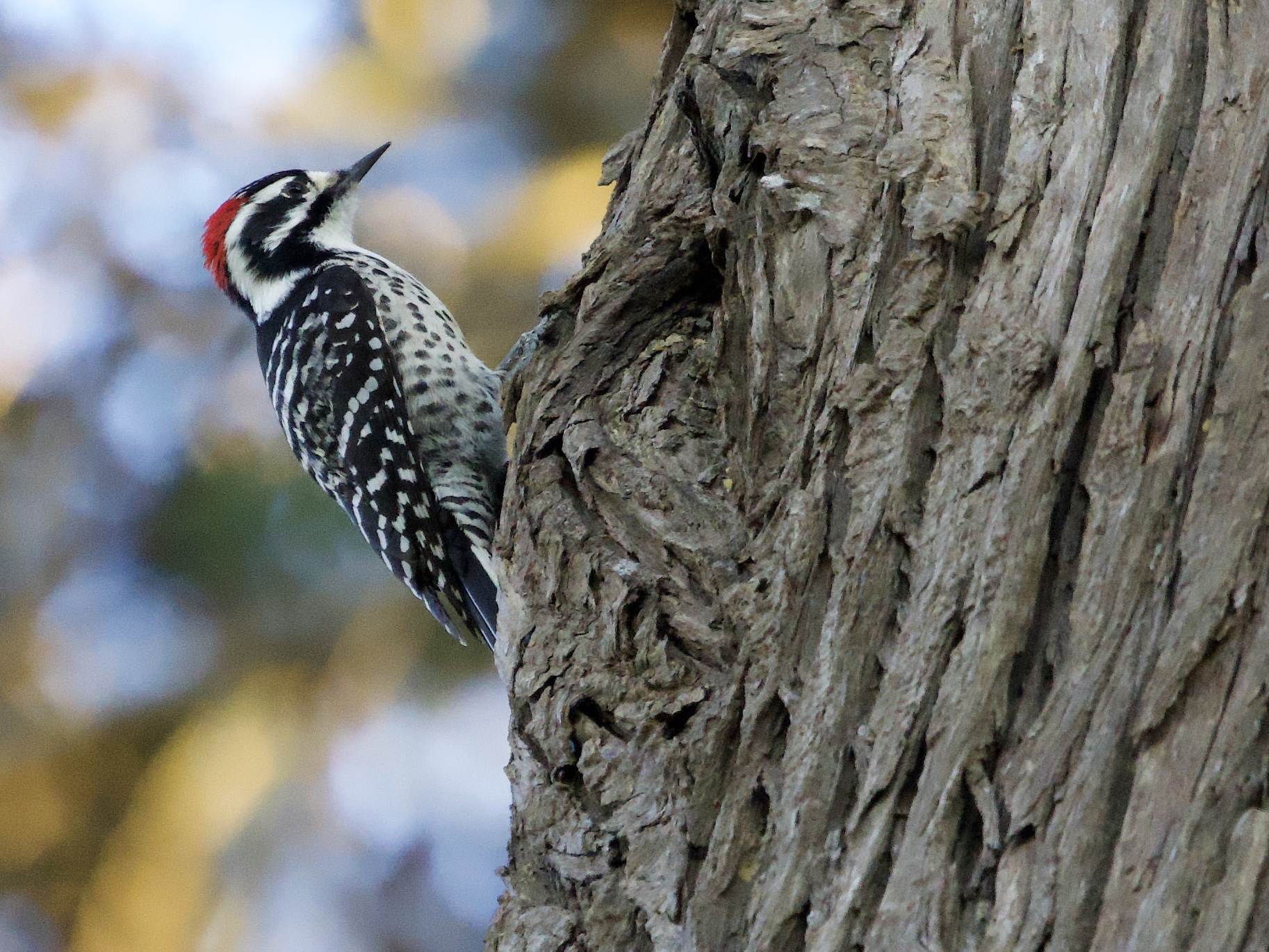 Nuttall's Woodpecker on Tree Trunk