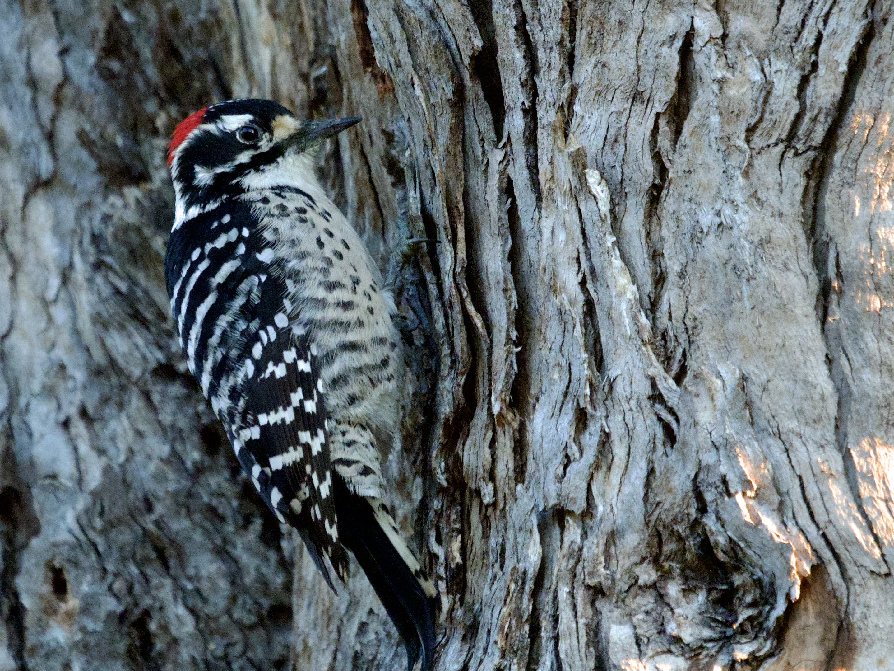 Nuttall's Woodpecker in Marin County
