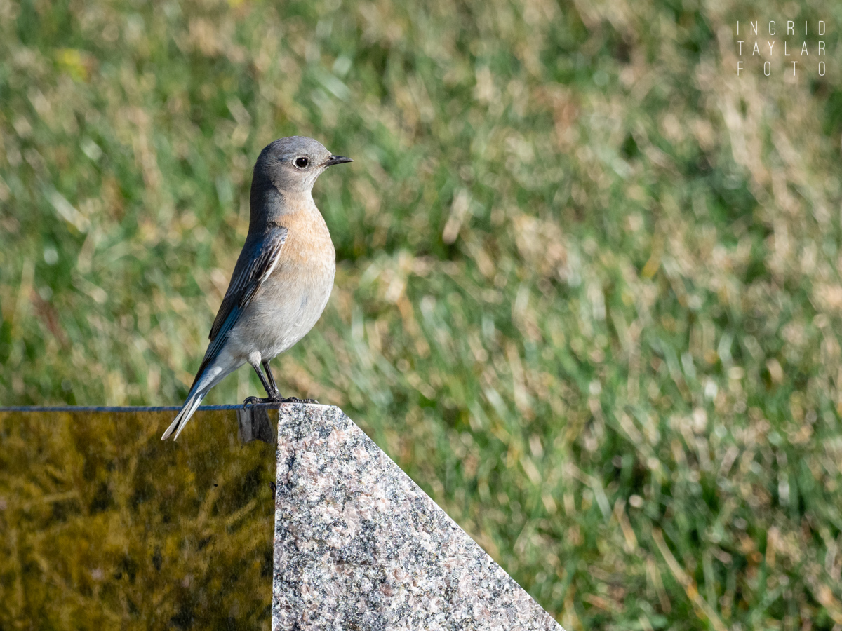 Western Bluebird at Skylawn Memorial Park Western Bluebird at Skylawn Memorial Park