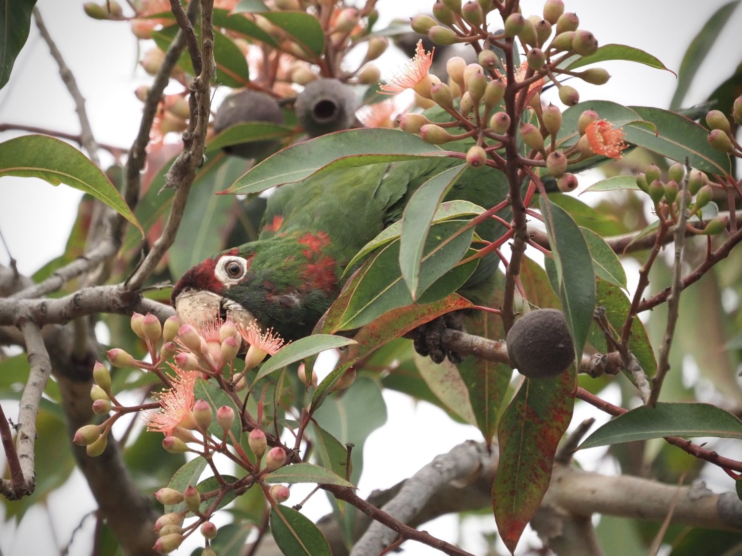 Mitred Parakeet Eating Gum Tree Blossoms