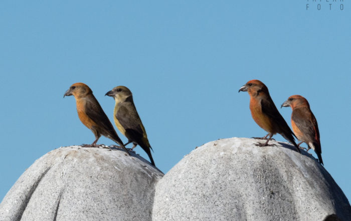 Red Crossbills at Skylawn Memorial Park