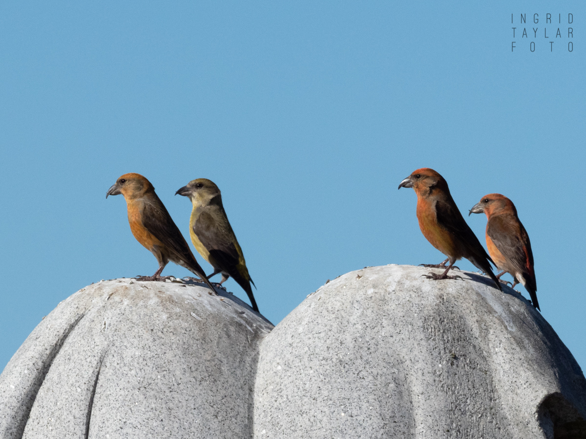 Red Crossbills at Skylawn Memorial Park