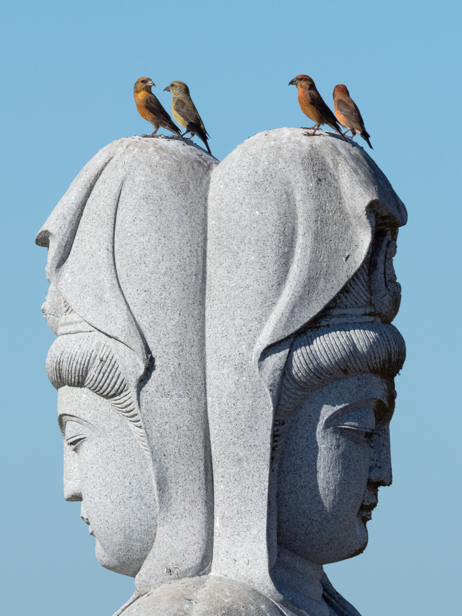 Red Crossbills at Skylawn Memorial Park