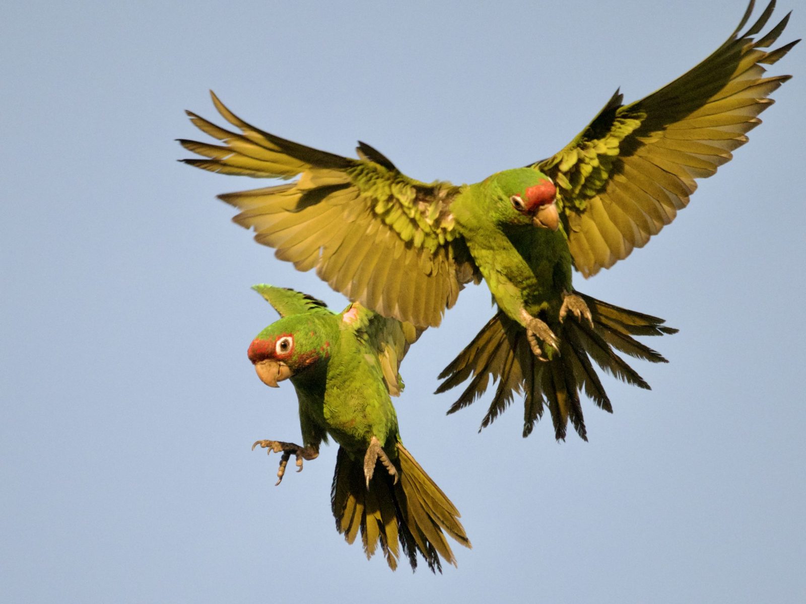 Wild Mitred Parakeets in Flight