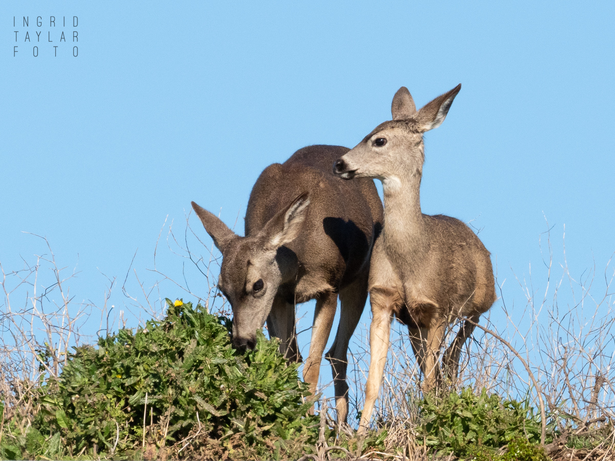Deer and Fawn Deer and Fawn
