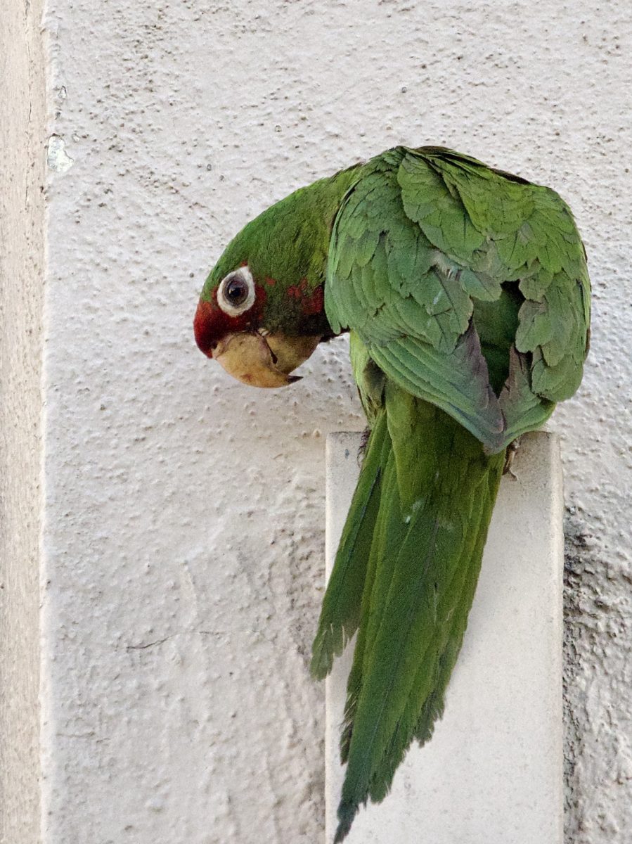 Mitred Parakeet in Long Beach
