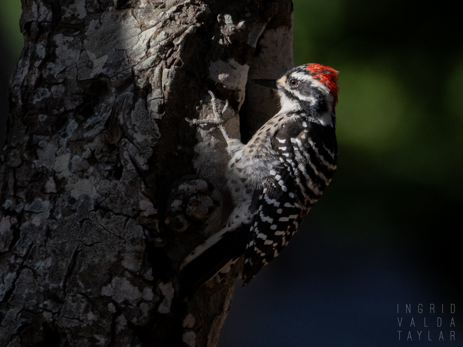 Hairy Woodpecker on Tree Trunk
