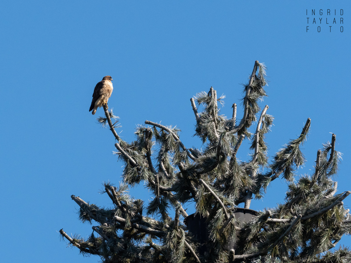 Hawk on Cell Tower Hawk on Cell Tower
