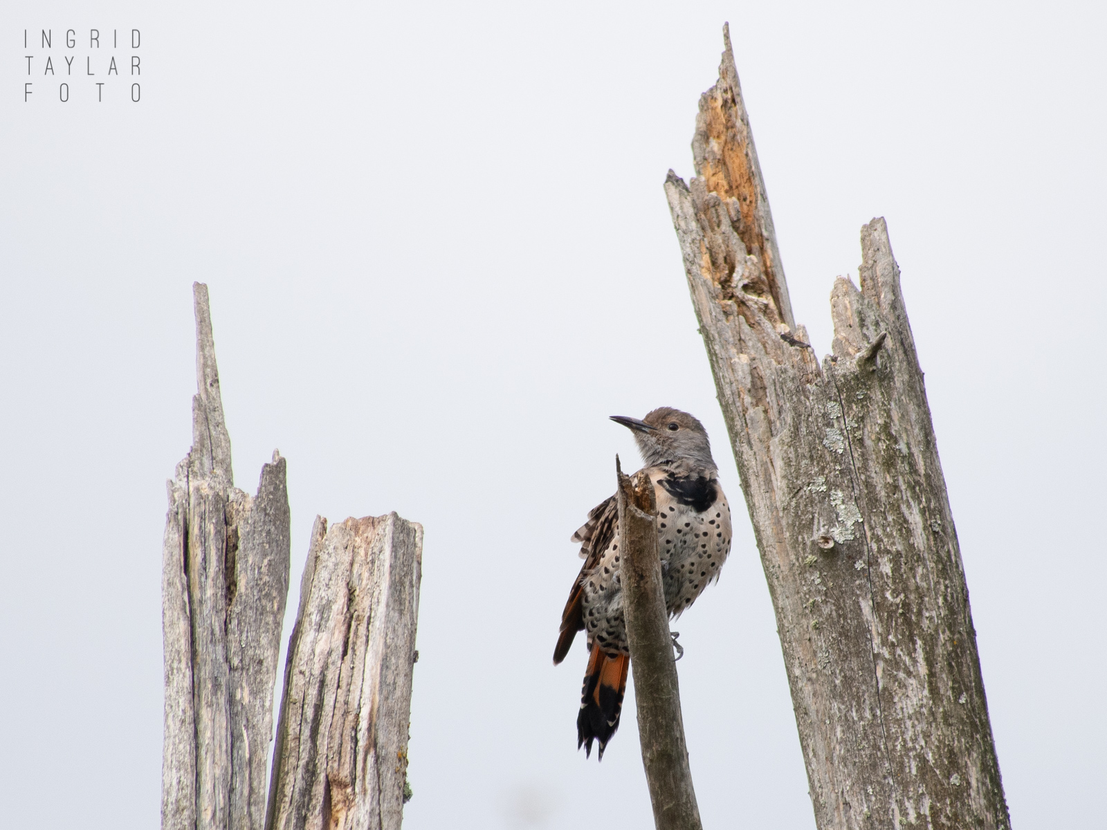 Northern Flicker on Tree Snag at Union Bay Natural Area