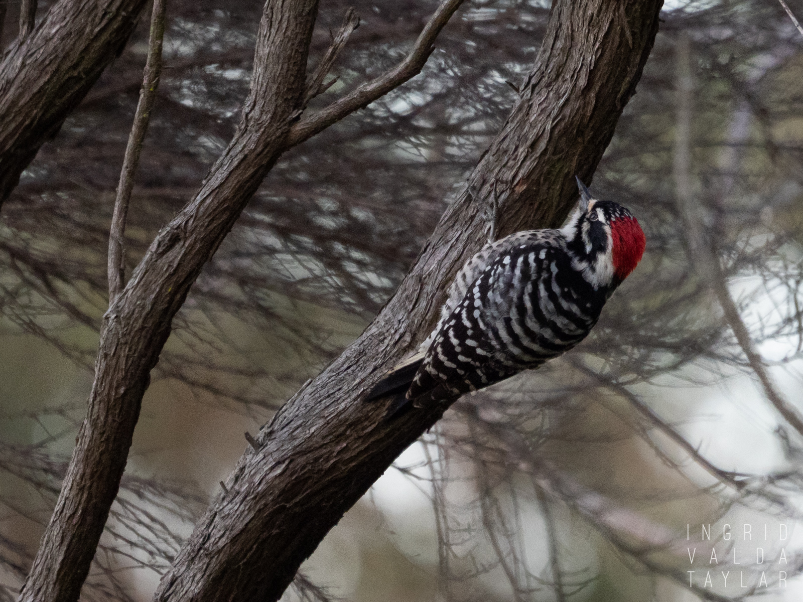Nuttall's Woodpecker at Fort Mason San Francisco