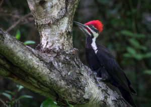 Pileated Woodpecker in Seattle Arboretum