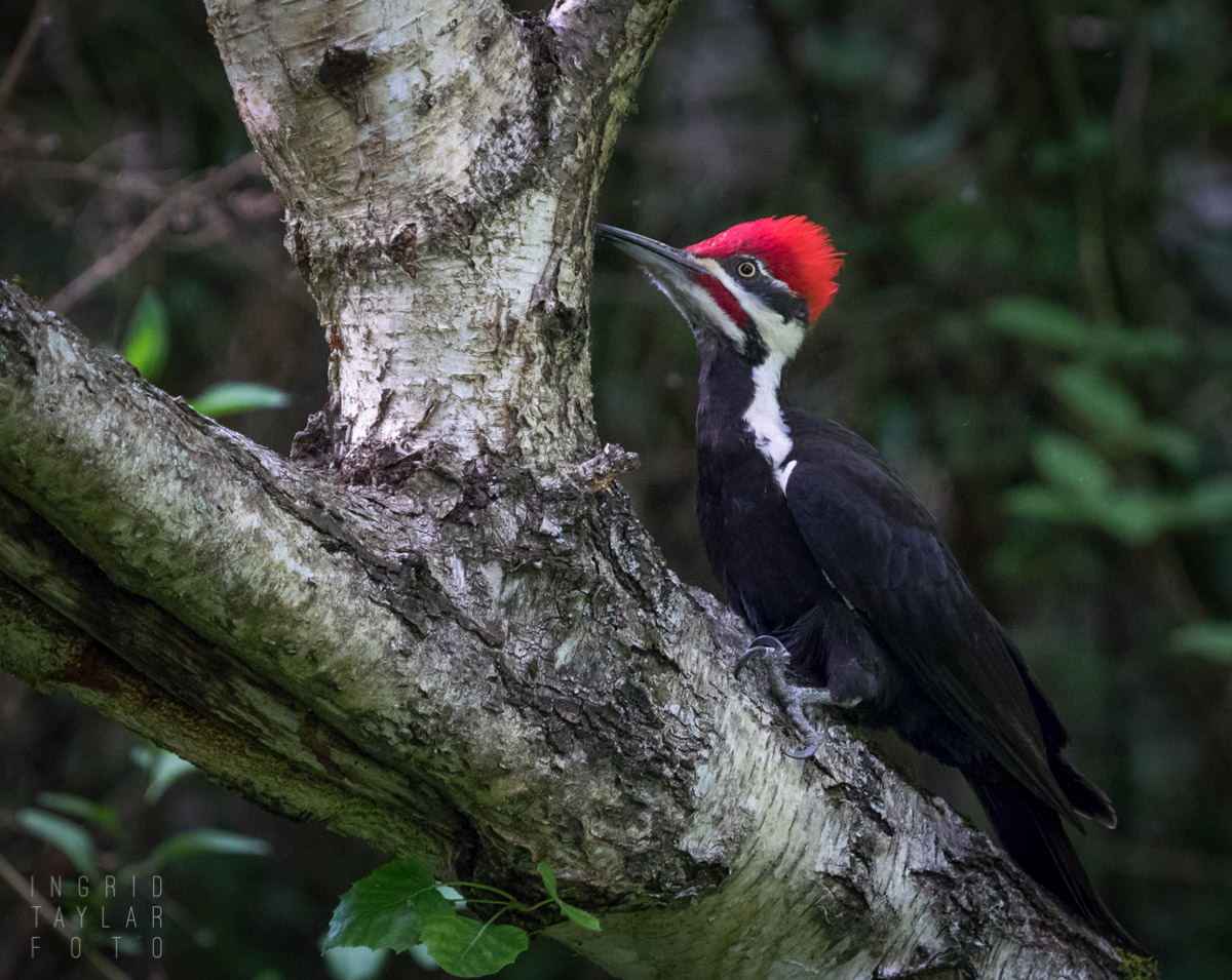 Pileated Woodpecker in Seattle Arboretum