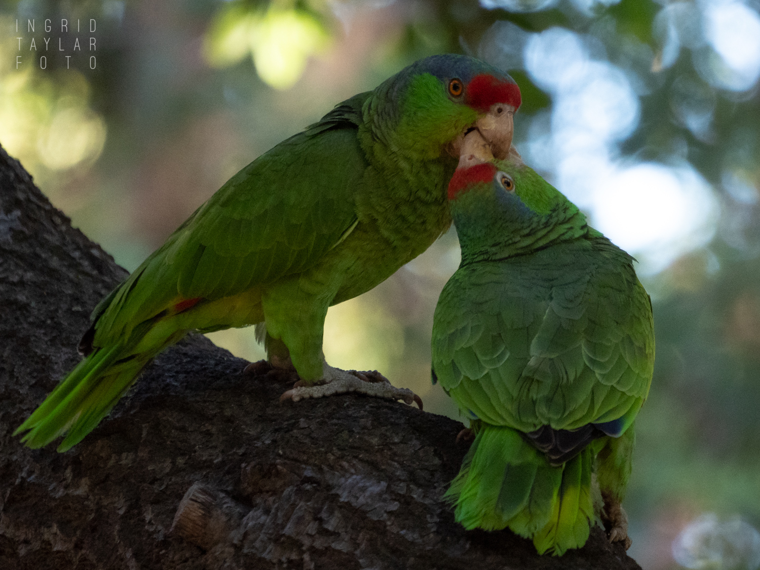 California Red-Lored Parrot Courtship