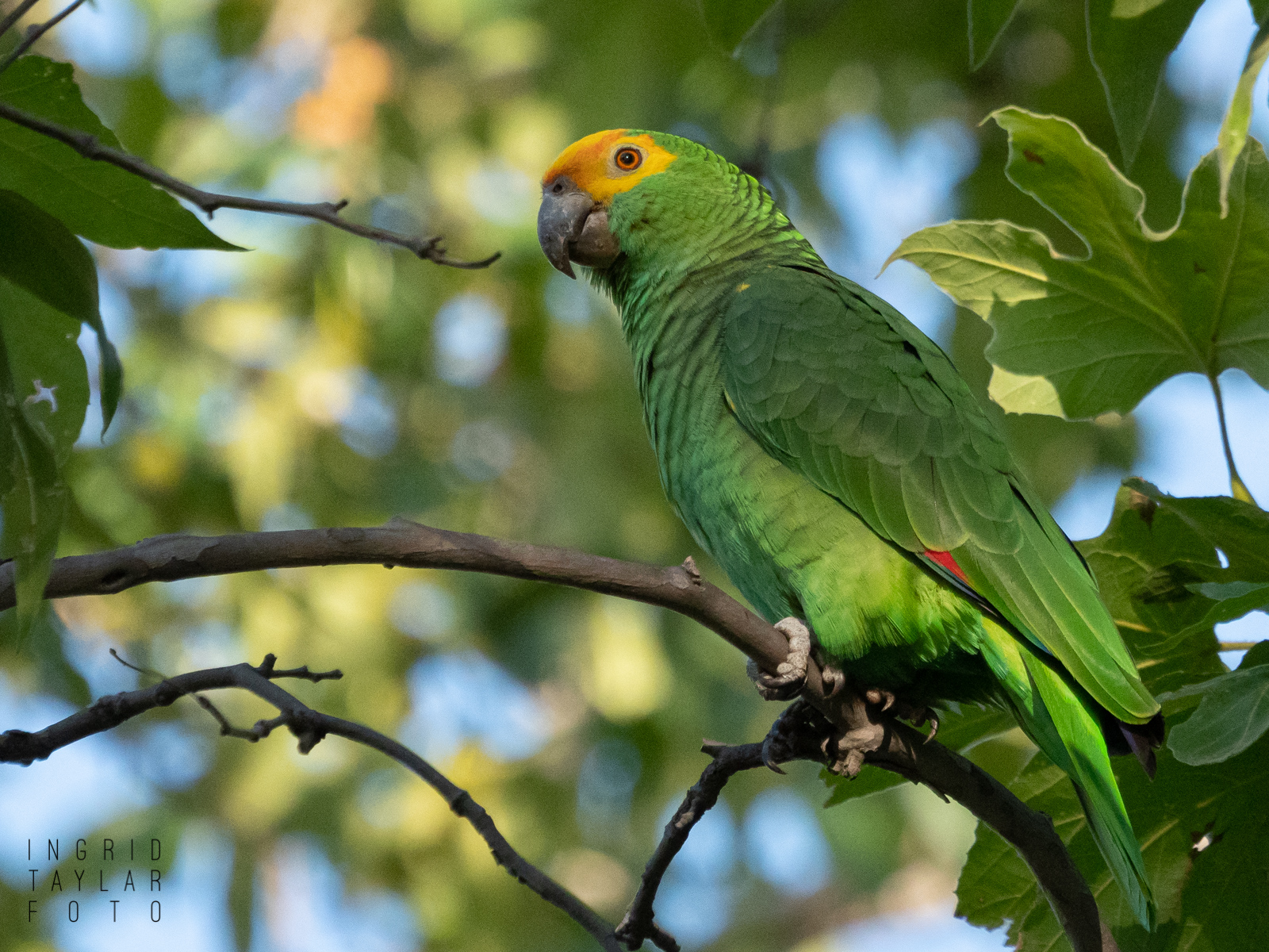 Red-Lored Parrot Hybrid in Tree 1600