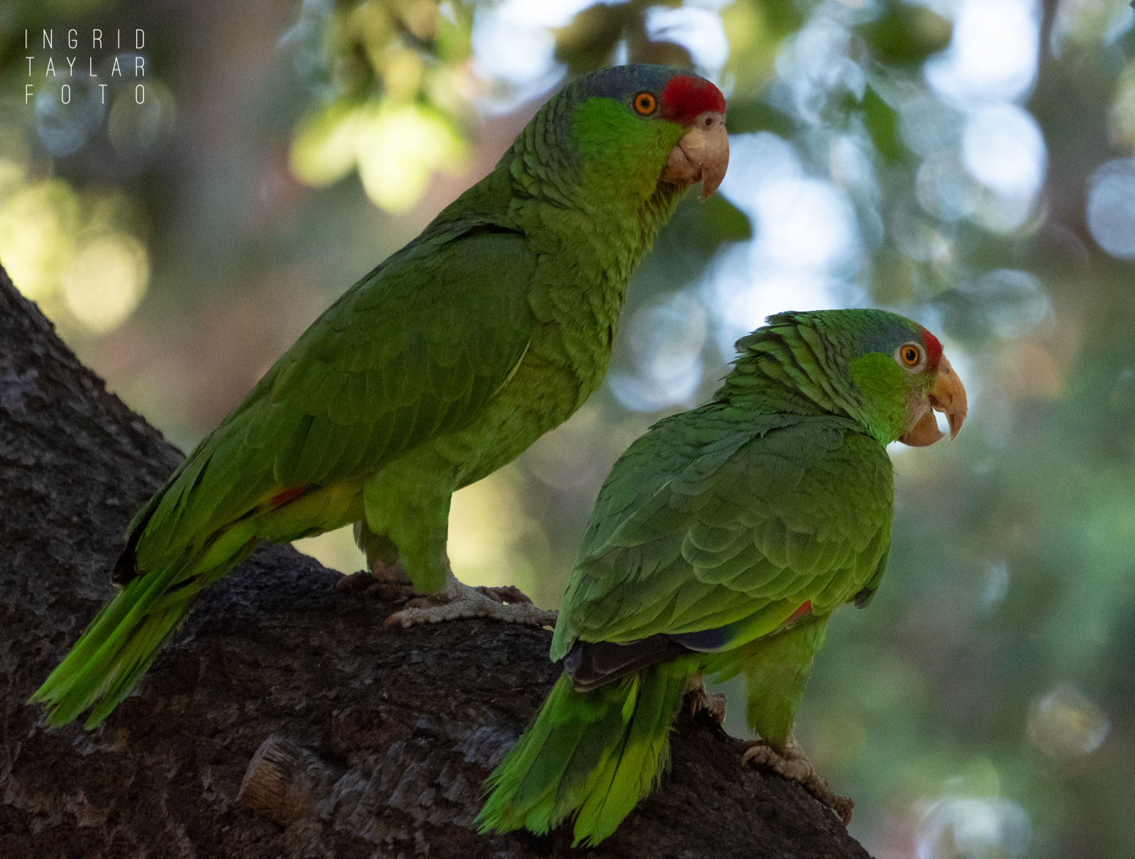Red-Lored Parrot Pair in Tree 1600