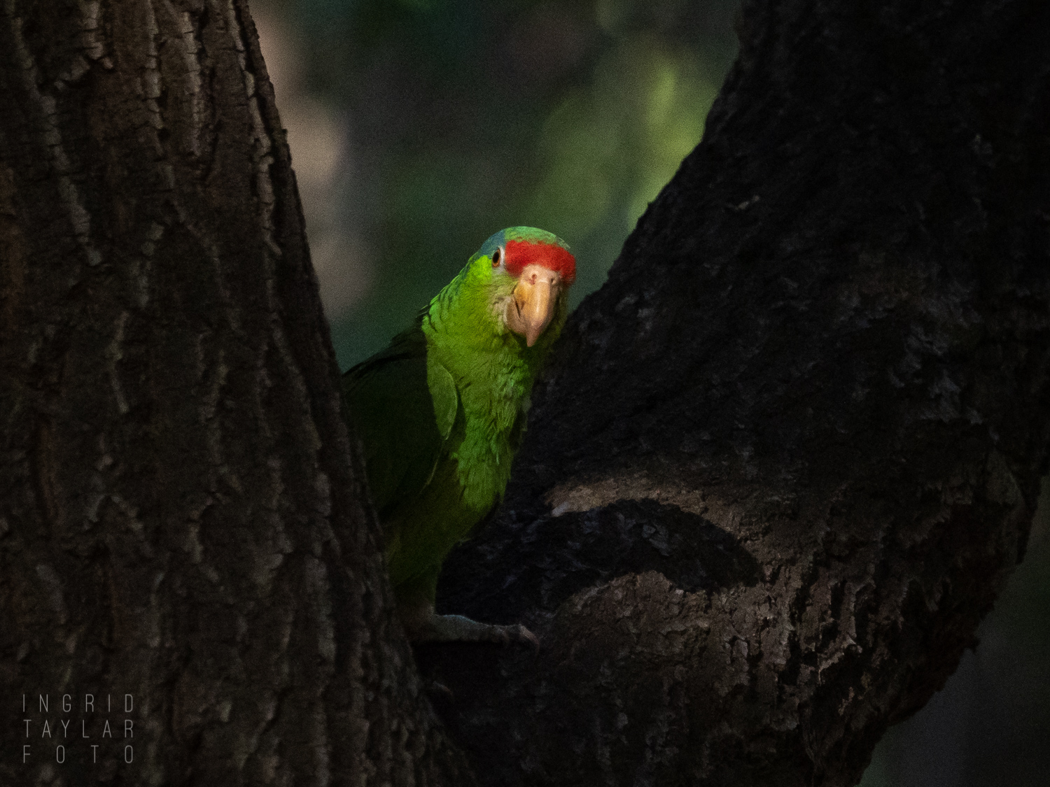 California Red-Lored Parrot in Irvine Regional Park Tree