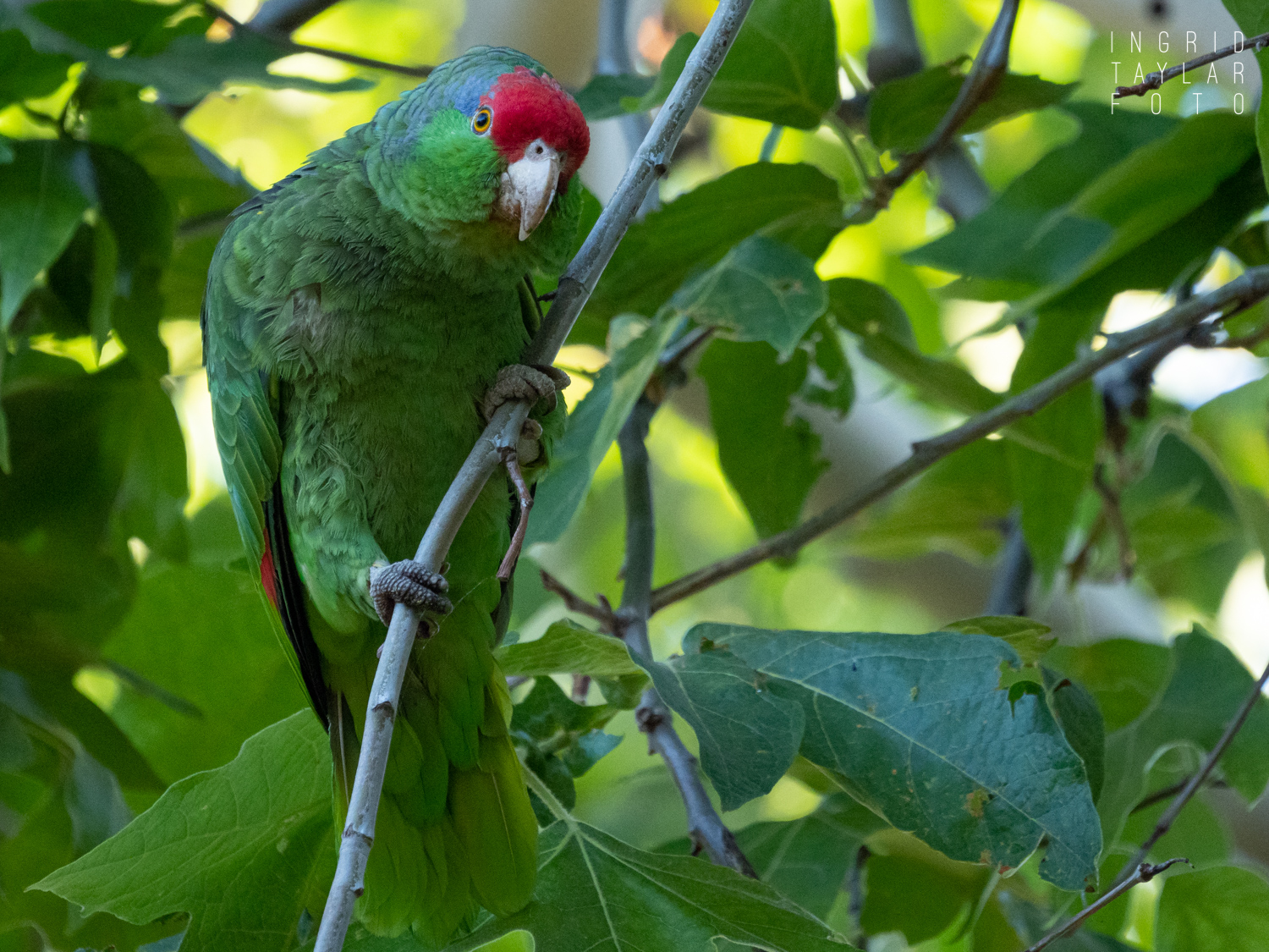Red-Lored or Red-Crowned Parrot in Tree