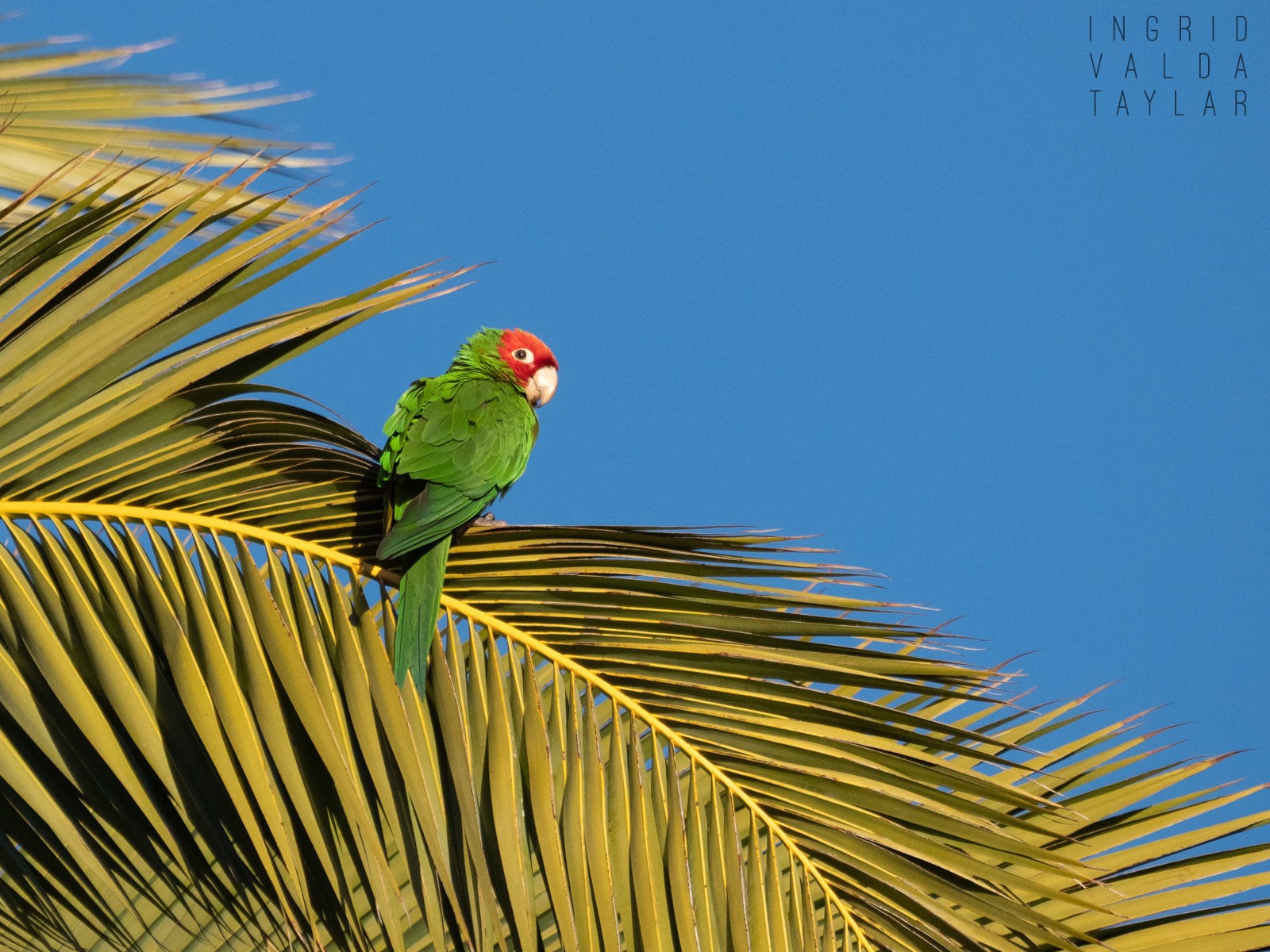 Wild Red-Masked Parakeet in San Francisco Palm Tree