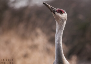 Sandhill Crane in Profile