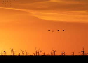 Sandhill Cranes and Windmills