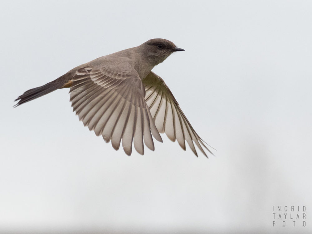 Say's Phoebe in Flight 2