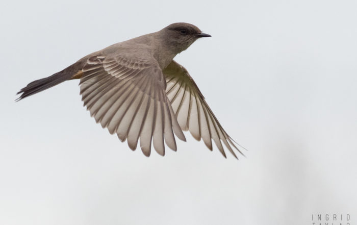 Say's Phoebe in Flight 2