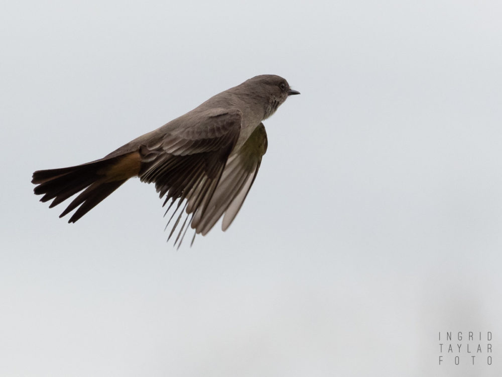 Say's Phoebe in Flight at Cesar Chavez Park
