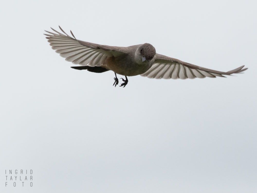 Say's Phoebe in Flight in High Key