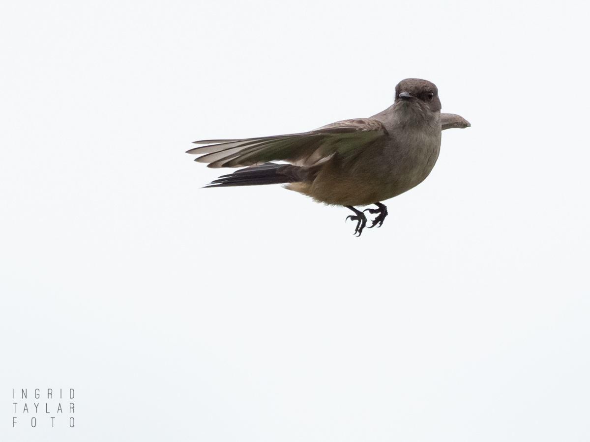 Say's Phoebe Hovering
