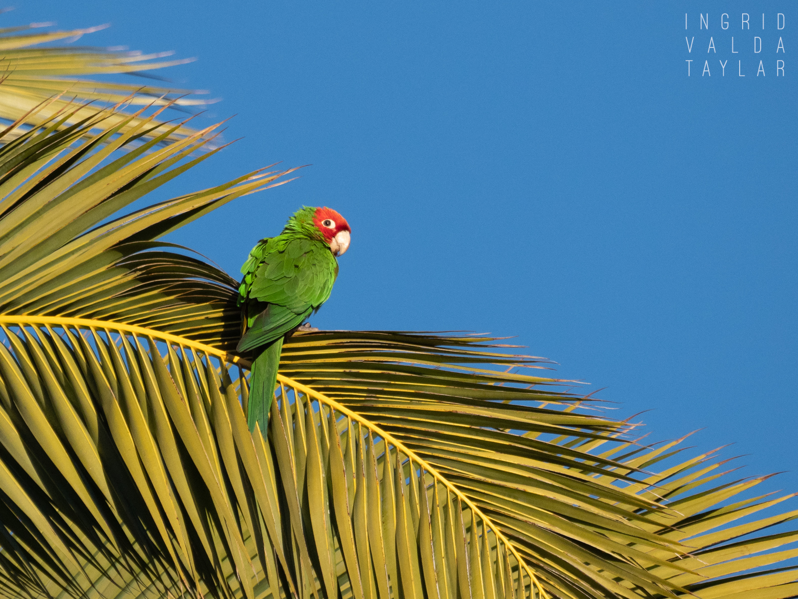 Wild Parrot Cherry-Headed Conure in San Francisco