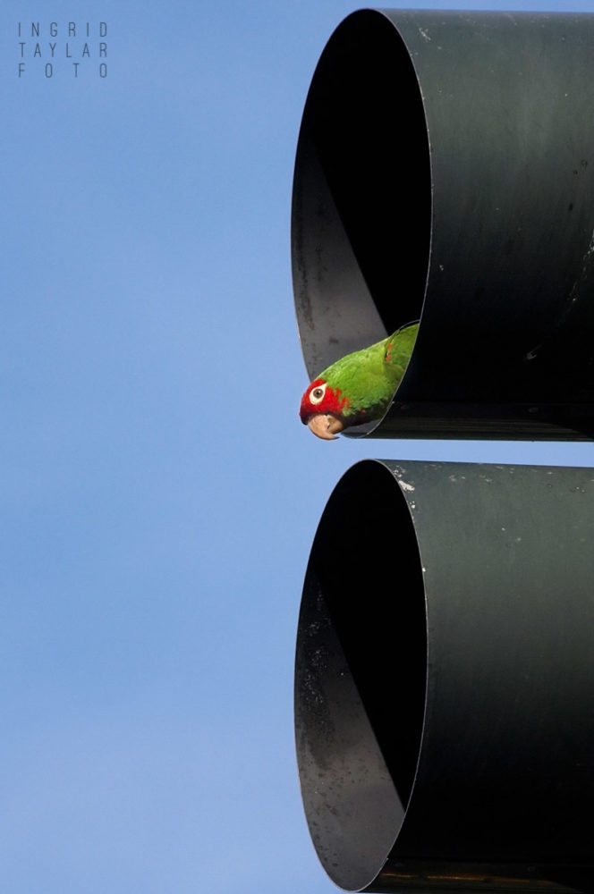 Wild Parrot Playing in Traffic Light in San Francisco Wild Parrot Playing in Traffic Light in San Francisco