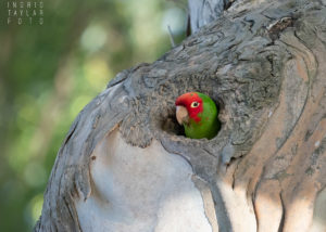 Cherry-Headed Conure in Tree Cavity