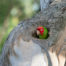 Wild Parrot in Tree Cavity