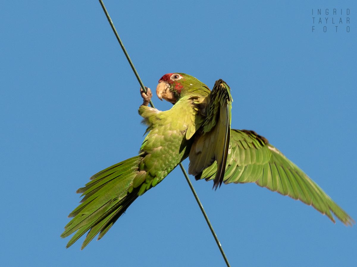 Wild Parrot Playing on Utility Cable