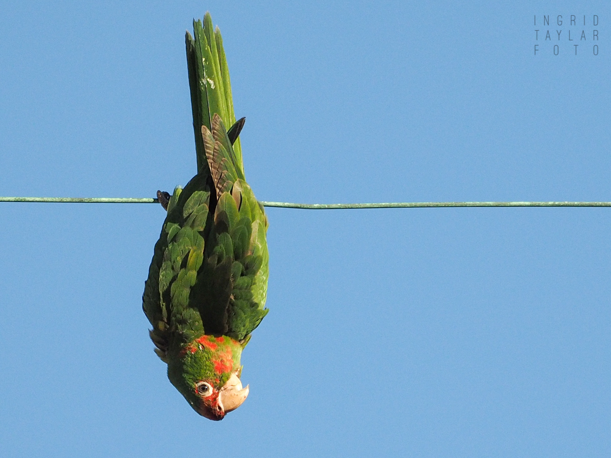 Wild Parrot Playing on Utility Cable