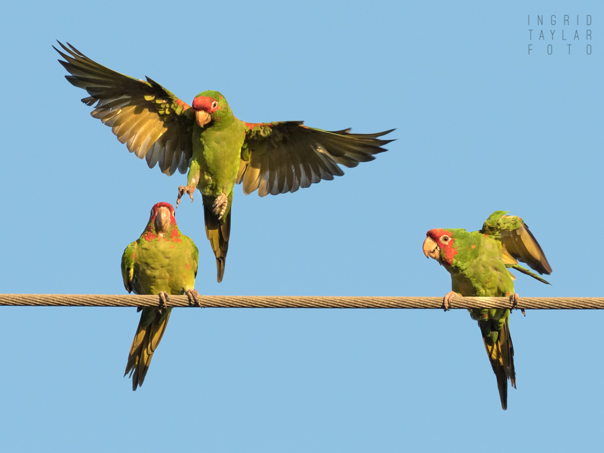 Wild Parrots Landing on Utility Cable in Long Beach